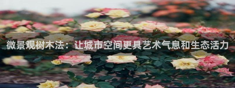 新宝gg主