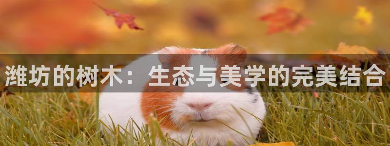新宝娱gg