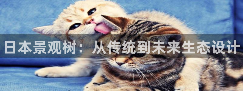新宝一gg测速