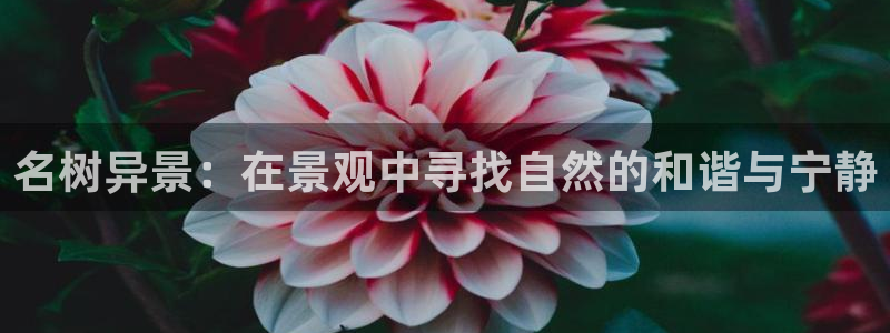 新宝 gg .com