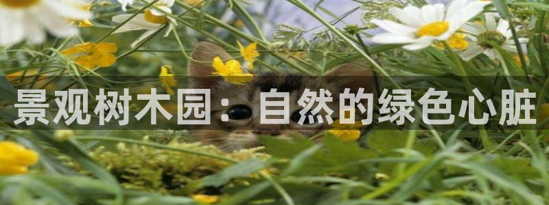 新宝gg开