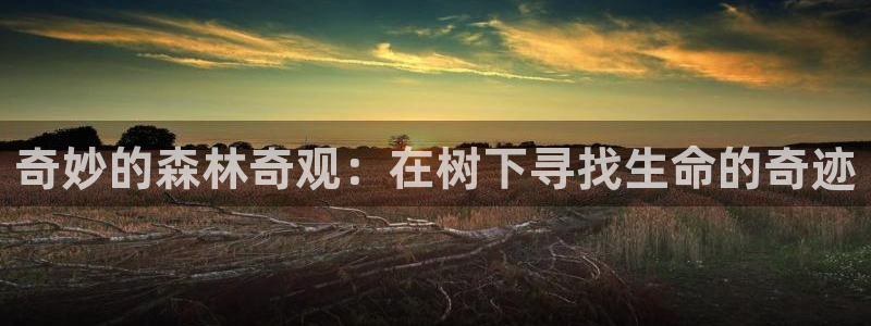 新宝gg招商致胜团队