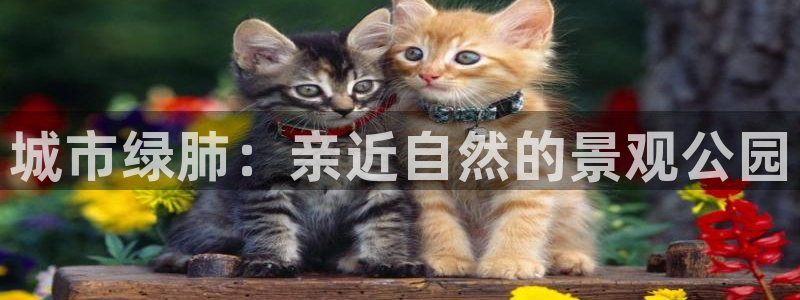 新宝GG无法充值