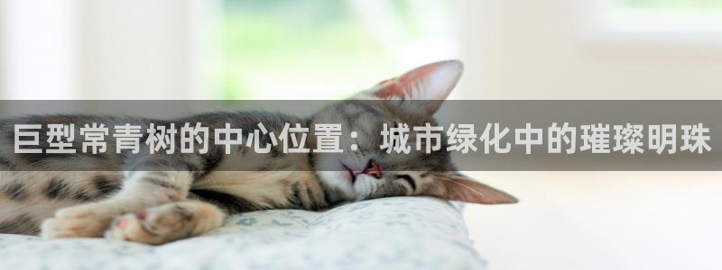 新宝gg招商89188：巨型常青树的中心位置：城市绿化中的璀璨明珠