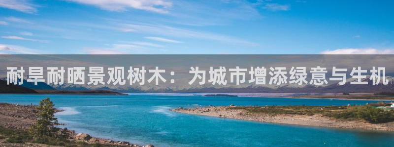新宝gg地址：耐旱耐晒景观树木：为城市增添绿意与生机