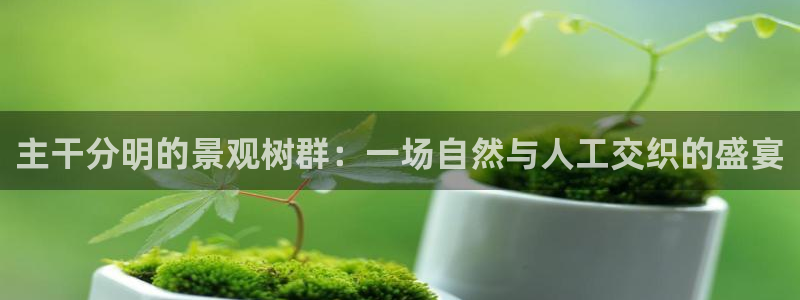 新宝gg创造奇迹：主干分明的景观树群：一场自然与人工交织的盛宴