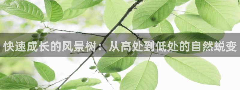 新宝gg网站：快速成长的风景树：从高处到低处的自然蜕变