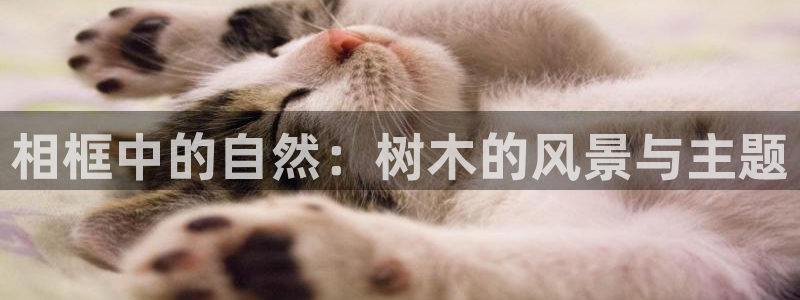 新宝gg注册平台